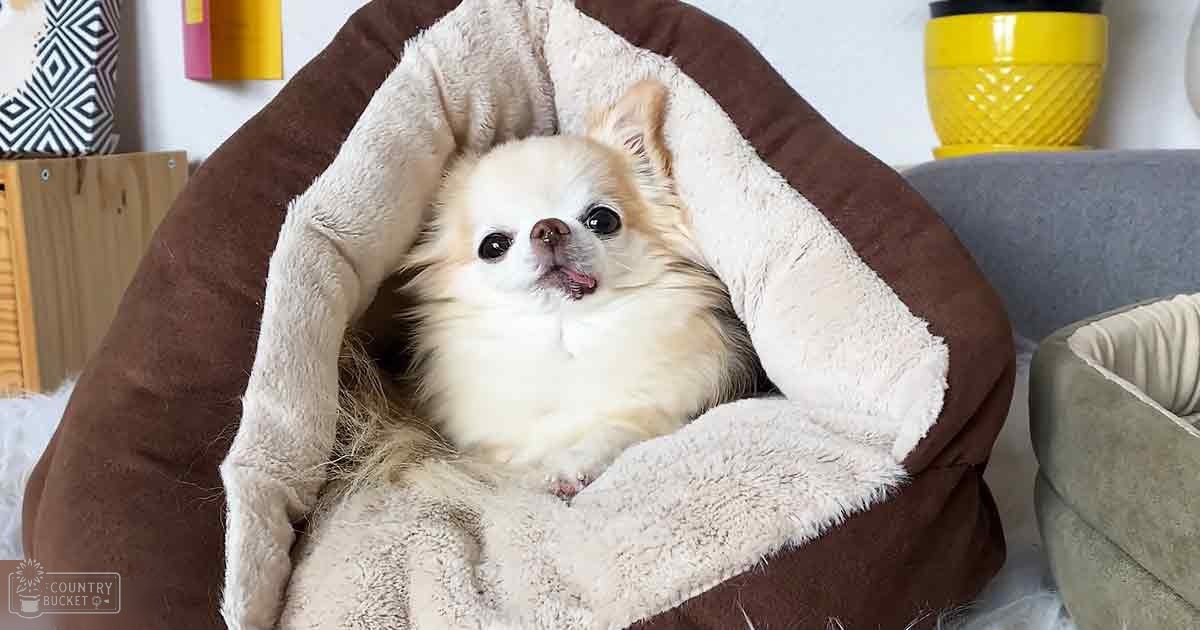 A small white dog with long fur resting in a cozy pet bed indoors, surrounded by home decor elements like a wooden crate and yellow vase.