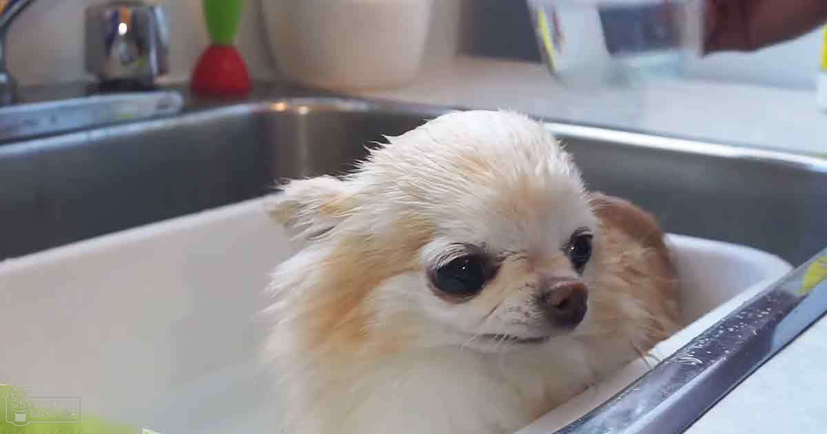 A small, fluffy light-colored dog with a Chihuahua-like appearance stands in a stainless steel sink indoors, likely in a kitchen or utility area. The setting is well-lit during the daytime.