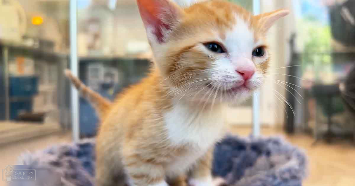 A young tabby kitten with orange and white fur sits indoors, basking in natural light from large windows.