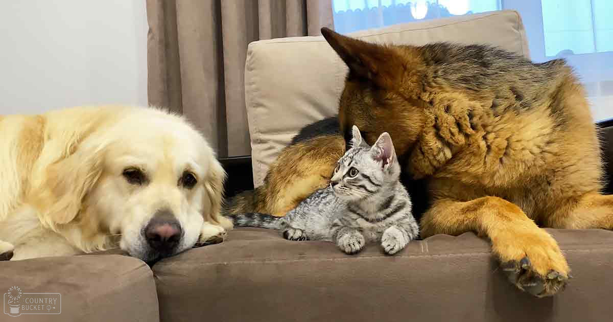 A domestic short-haired tabby kitten rests between two adult dogs, a Golden Retriever on the left with golden coat and a German Shepherd or similar breed on the right in a beige living room setting.