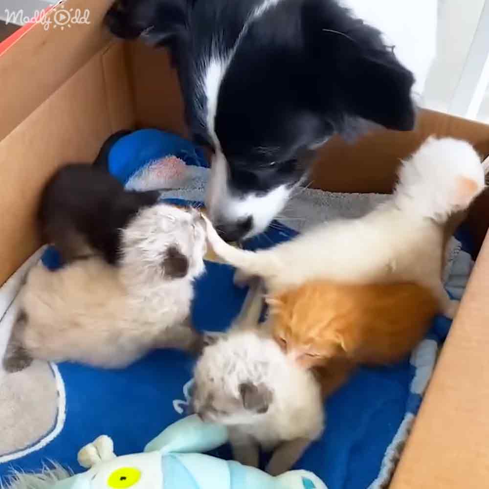 A group of kittens, a dog, and stuffed toys in an indoor setting with natural light.