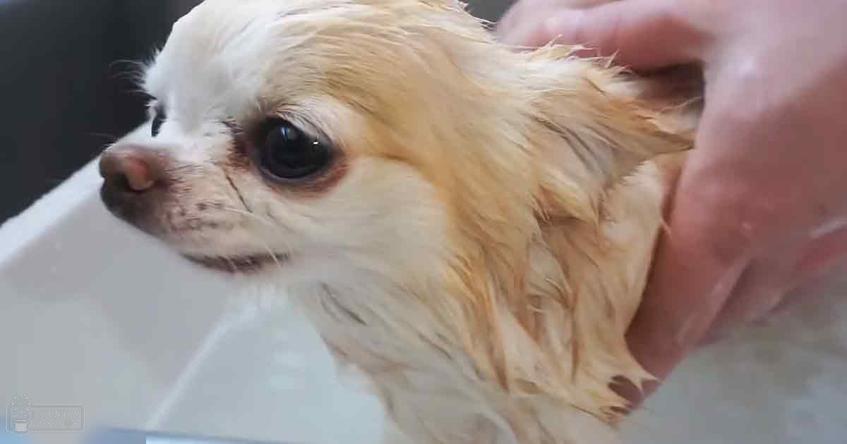 An adult female wraps a towel around her arm as she bathes a small Chihuahua with light brown and white fur in a neutral-colored bathroom on what appears to be a bright day.