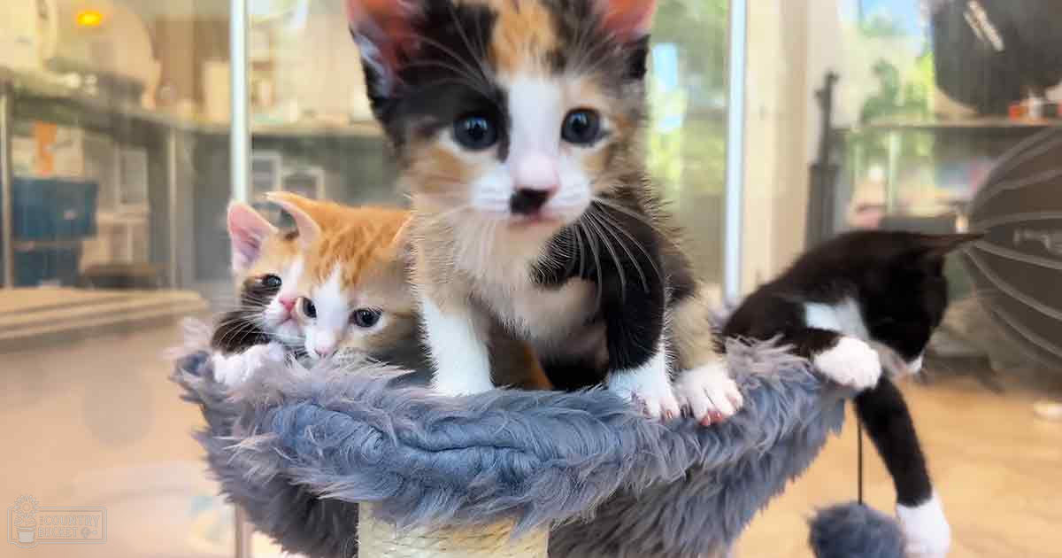 Three kittens with distinct coat colors: orange and white, black and white markings, brown, black, and white mix; indoors near large glass windows allowing natural light.