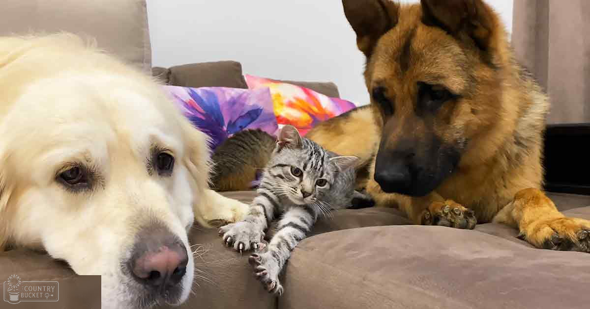 Indoors, pets (golden retriever, German Shepherd, tabby kitten), beige couch with colorful tie-dye cushions, living room setting, no season or time of day indication.