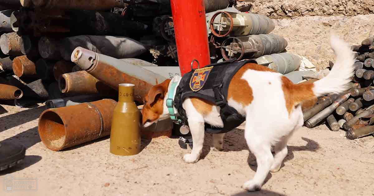 A Beagle mix dog, adult-sized with white and brown patches, stands amidst scattered ammunition and explosive devices at a training facility for explosive detection dogs, under clear daylight.
