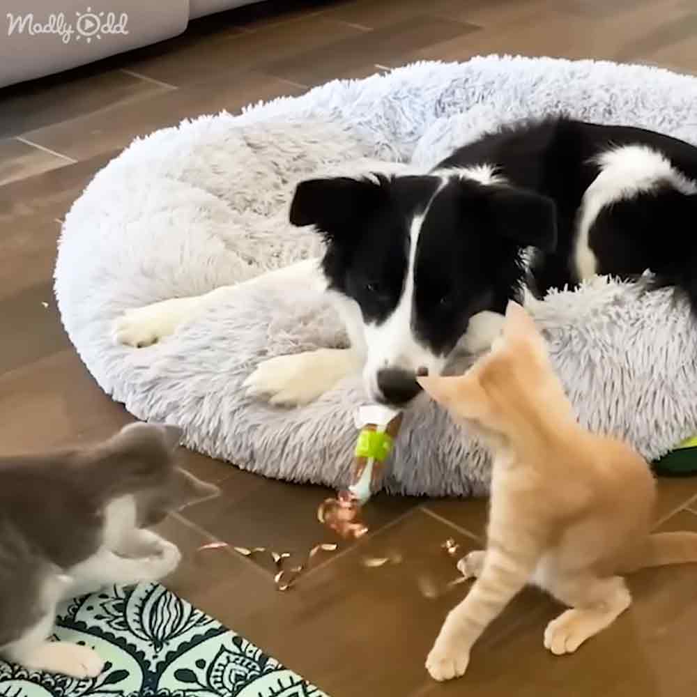 A black-and-white Border Collie lying in a fluffy white pet bed with two kittens: one gray and white puppy, another orange tabby kitten. The setting is indoors on tiled flooring.