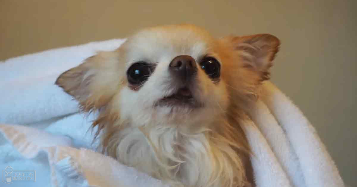 A small Chihuahua with cream-colored fur, large dark eyes, perked-up ears, indoors on a neutral-colored wall during daytime.