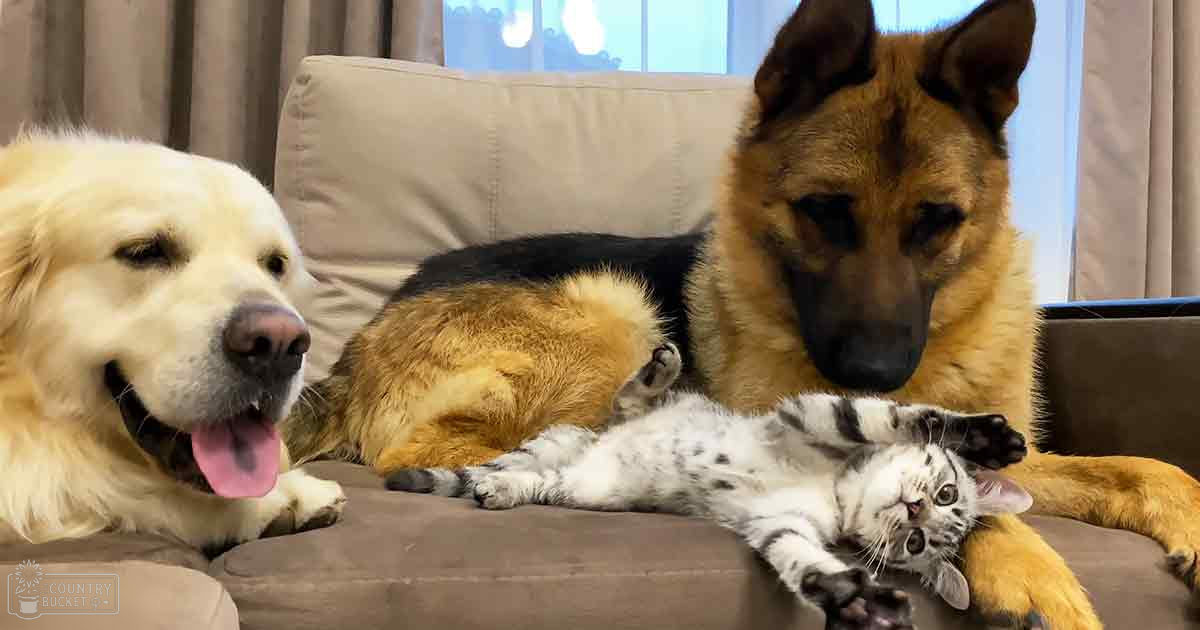 Two dogs and a kitten resting together indoors in a cozy living room with beige sofa and natural light streaming through the window.