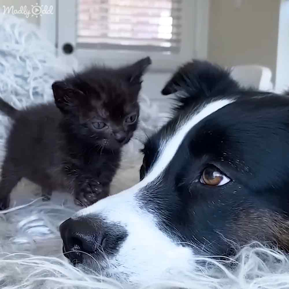 A black and white Border Collie mix dog interacting with a small kitten on white bedding, likely in an indoor living room or bedroom setting under natural light.