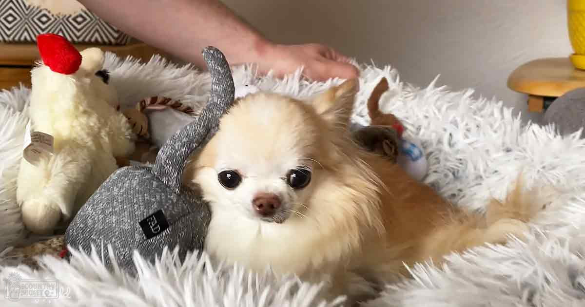 A small Chihuahua with light brown fur in a cozy indoor setting, surrounded by stuffed toys and home decor elements.