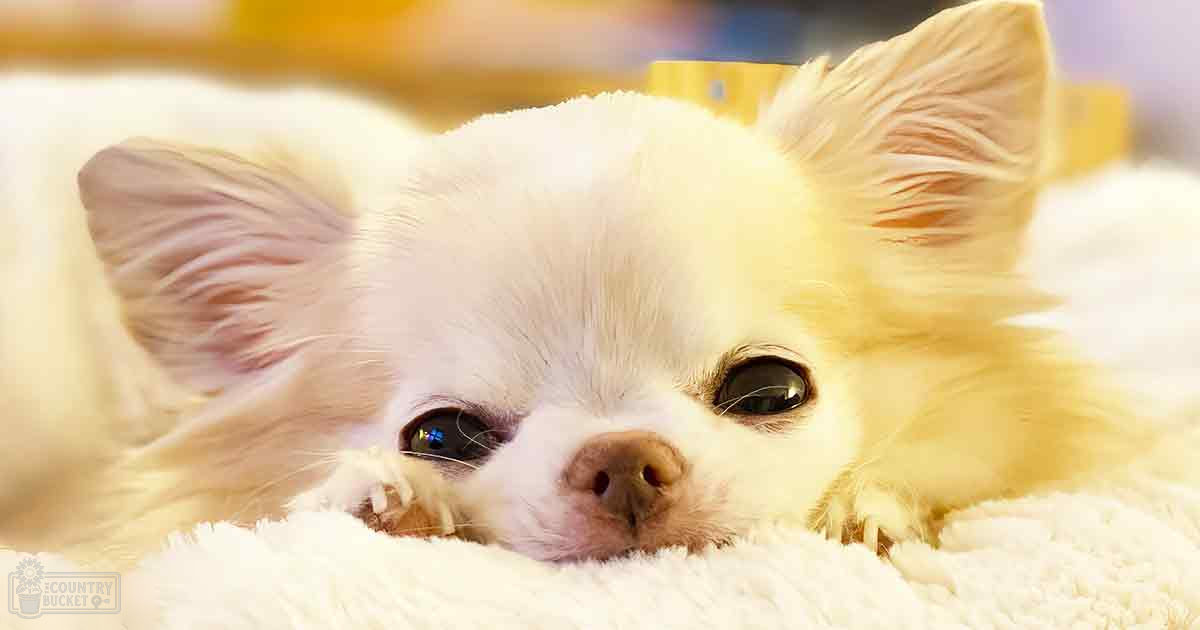 A small white Chihuahua-like dog with large ears and dark eyes stands indoors in soft natural light.
