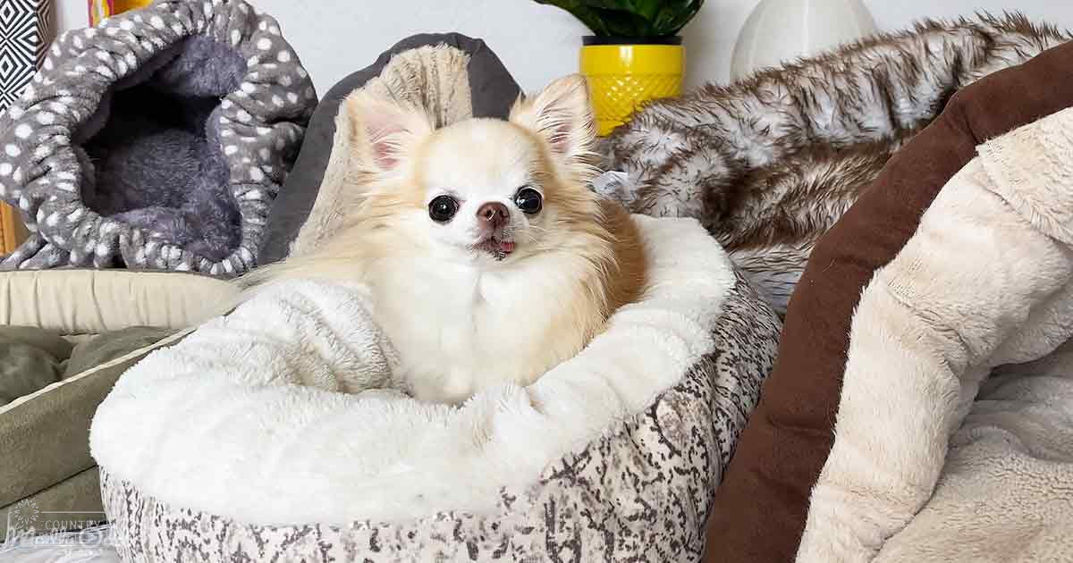 A small dog with light-colored fur in a cozy indoor living space filled with pet beds and decor.