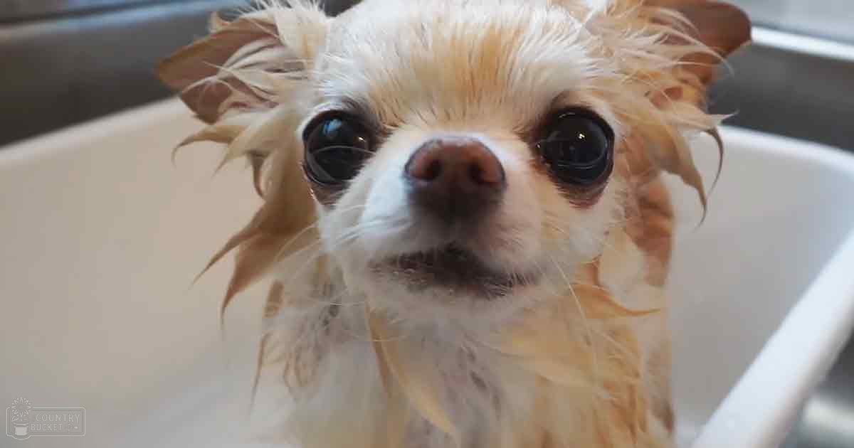 A Chihuahua with long, light brown and white fur sits in a white bathtub. The setting appears to be an indoor bathroom with natural daylight coming through a window.