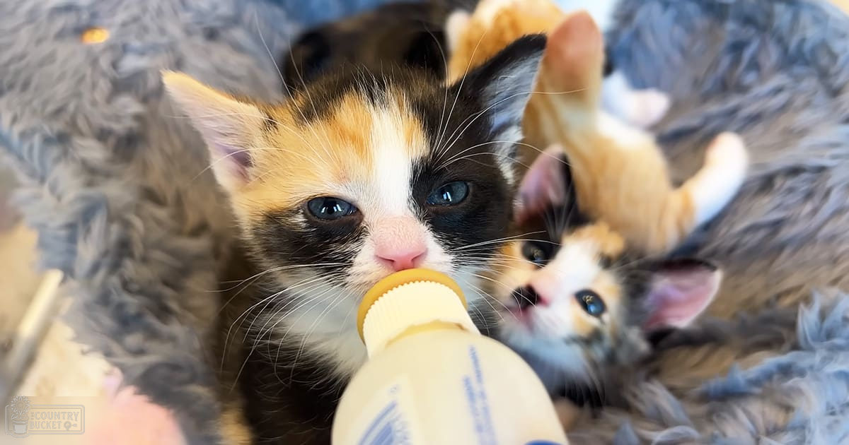A calico kitten being bottle-fed indoors with another kitten partially visible behind it; natural light illuminates a cozy indoor setting.