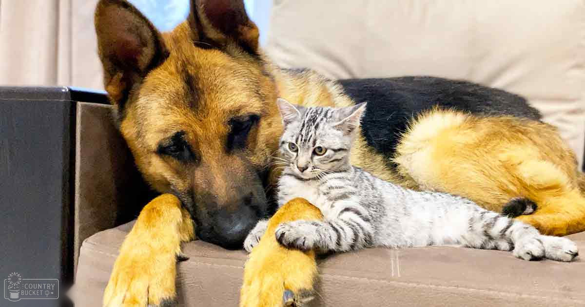 A German Shepherd dog lying down indoors, resting a kitten on its front leg; the setting suggests a cozy living room or family room with natural daylight and beige furniture.