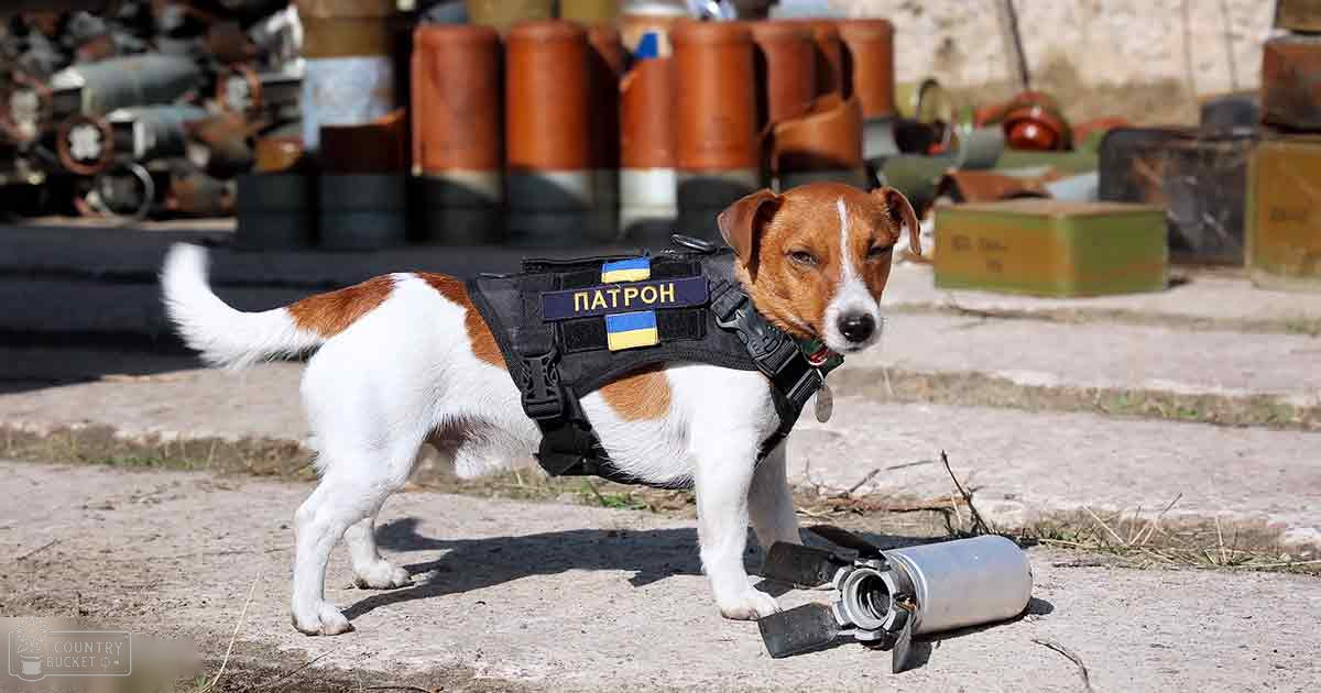 A small terrier-like dog wearing a black tactical vest labeled 'ПАТРОН' stands outdoors near stacked barrels, suggesting an industrial or storage environment.