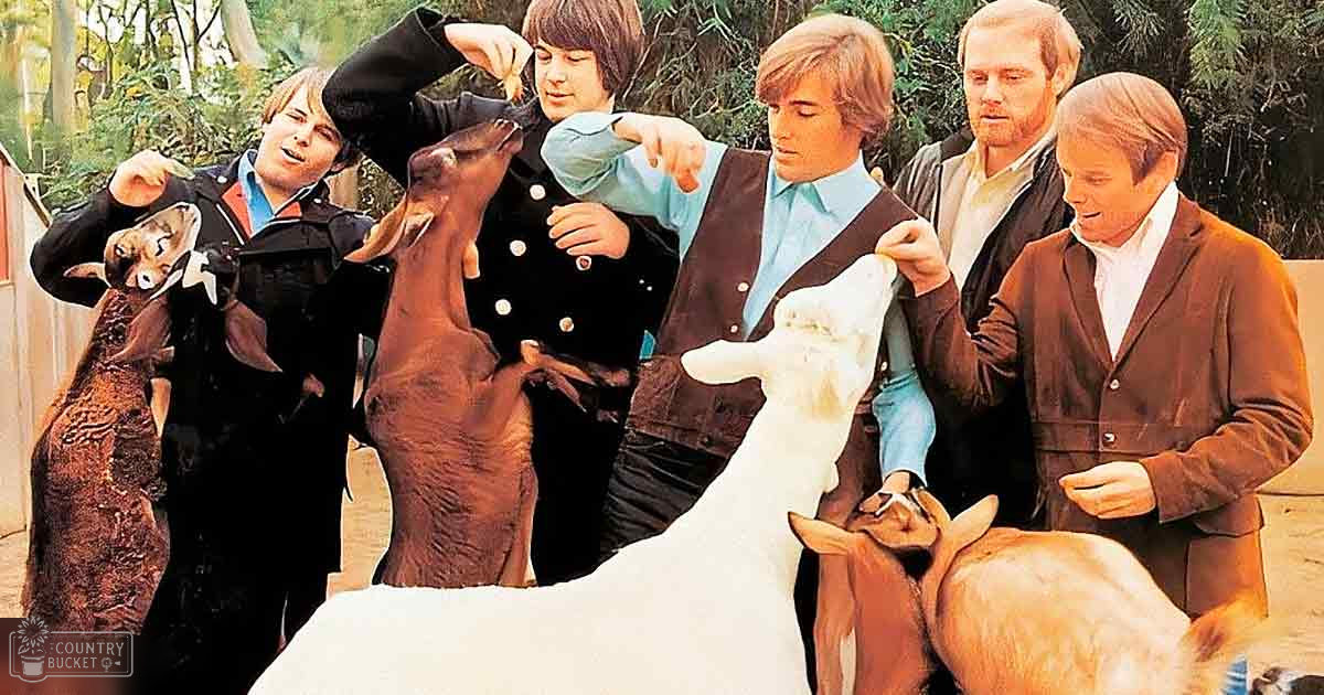 A group of people interacting with various adult goats in an outdoor farm or petting zoo setting.