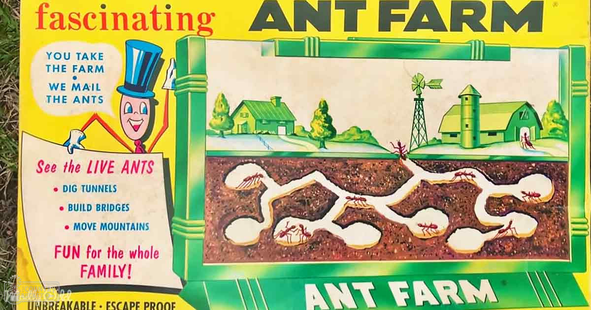 An ant farm scene in a grassy outdoor setting with text describing activities like digging tunnels and building bridges.