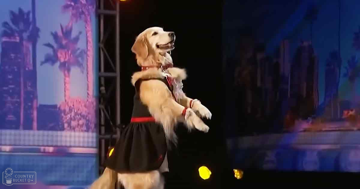 A golden retriever wearing a black dress with red accents and white fur trim around its neck and shoulders performs on stage at night, set against a backdrop of Las Vegas skyline palm trees and buildings.