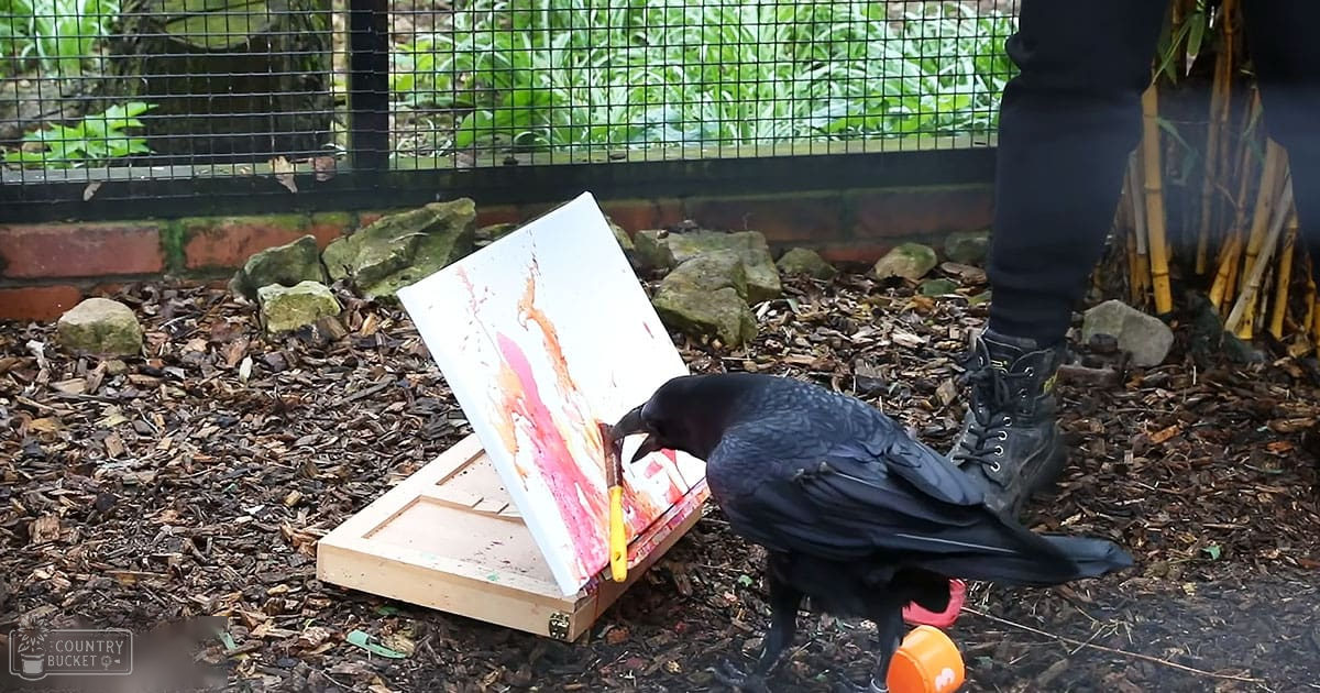 A crow interacting with an easel in a garden setting; part of someone's lower body wearing dark pants and black boots is visible.