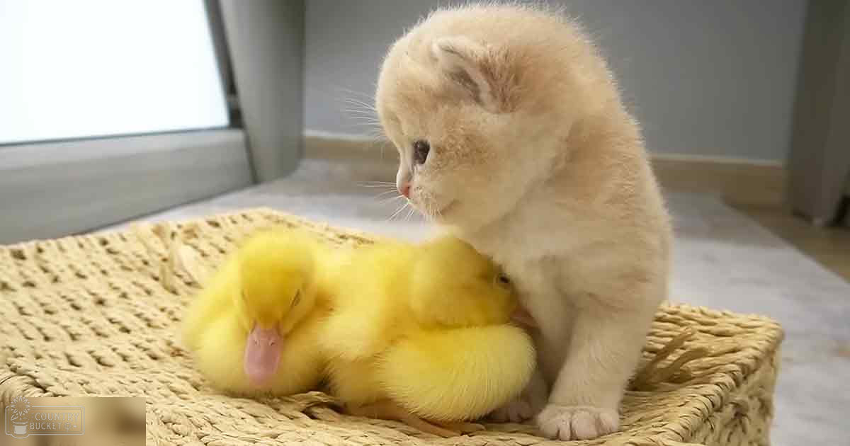 A domestic cat, likely a Scottish Fold kitten, cream or light beige in color, interacting with a young domestic duckling, bright yellow, indoors on a neutral-colored wall.