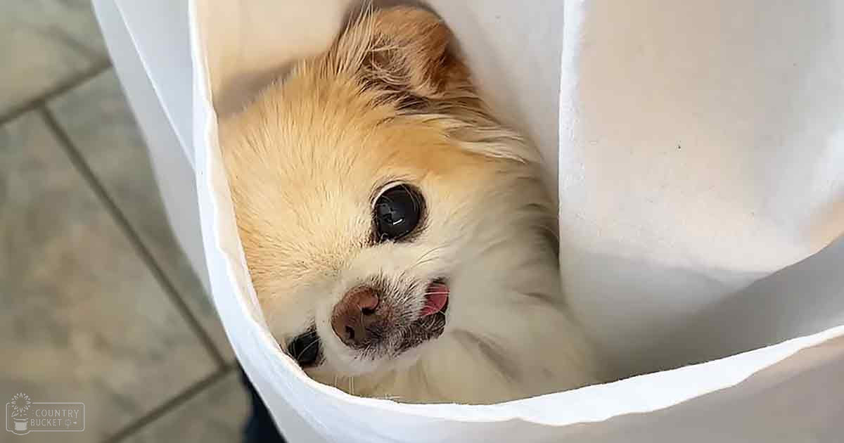 A well-groomed Pomeranian or similar breed with light brown fur and white markings around its mouth and nose, indoors with tiled flooring under natural daylight.