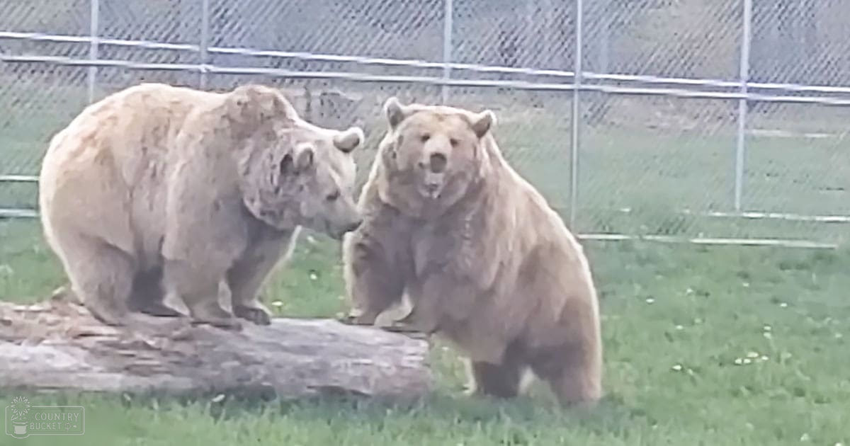 Two adult brown bears in a zoo enclosure with grassy surroundings during spring or summer.