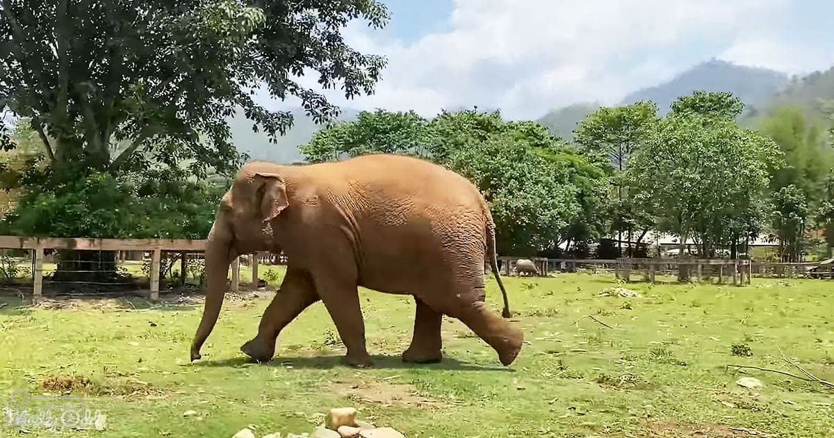 An Asian elephant in a zoo or wildlife sanctuary setting with green grass, trees, and mountains in the background under partly cloudy skies during what appears to be spring or summer.