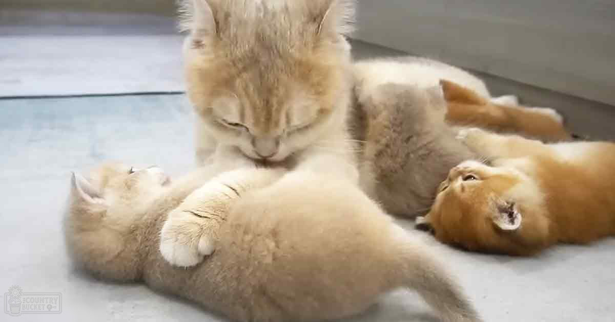 Indoors, tabby cat with adult and two kittens on a smooth surface under natural light