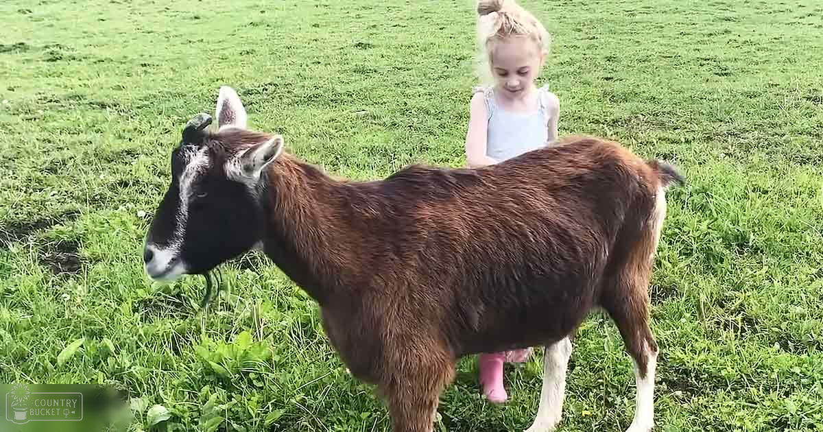 A young girl wearing a white sleeveless top and pink boots interacts with a Nubian goat in an open grassy field, likely during spring or summer under natural daylight.
