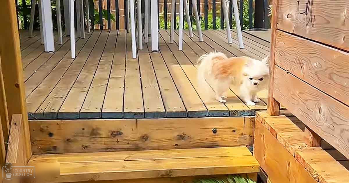 A fluffy white Pomeranian with orange markings on its back stands on a wooden deck surrounded by vertical railings under natural daylight.