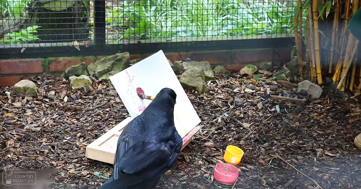 A crow interacts with a canvas board amidst bamboo stalks within an outdoor enclosure with rocks and mulch, under diffused light suggesting overcast or shaded conditions.