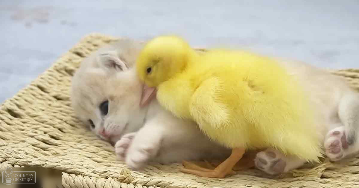 A kitten with white fur and pinkish ears resting with a yellow duckling on a woven straw mat indoors, neutral lighting suggests daytime.
