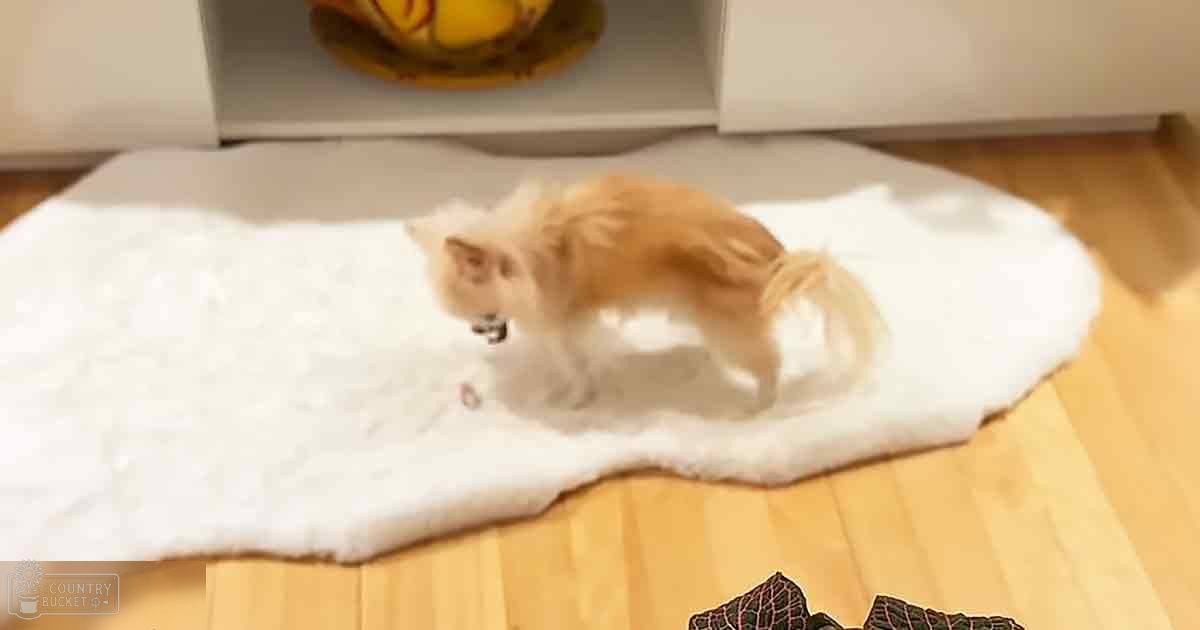 A Pomeranian or similar small breed dog with light brown and white markings lying on a white rug indoors, natural daylight illuminating the scene.