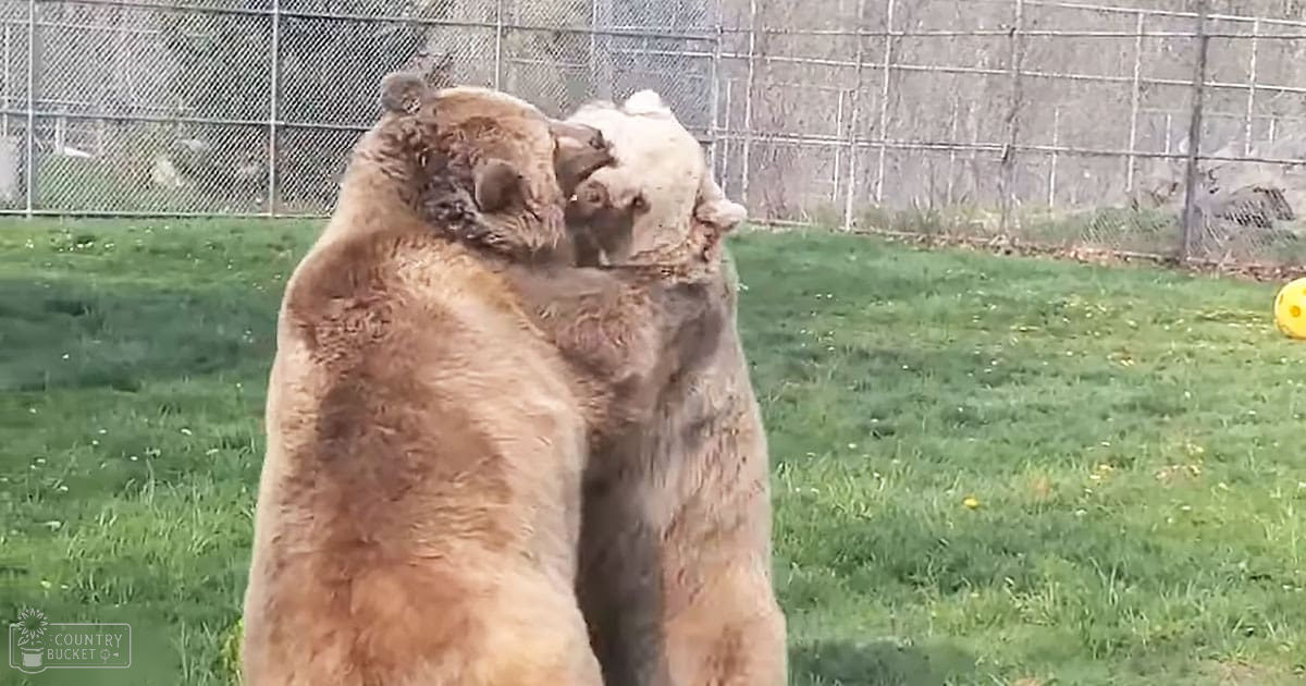Two adult brown bears in an outdoor enclosure with a yellow ball, suggesting spring or summer day