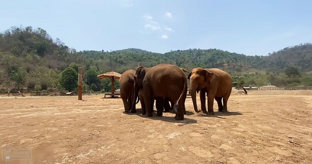 Three adult Asian elephants with brown coats and darker patches stand in an open zoo-like setting surrounded by hills, sparse vegetation, and a thatched-roof shelter. The season appears dry, possibly late summer or early fall, with clear skies and daytime lighting.