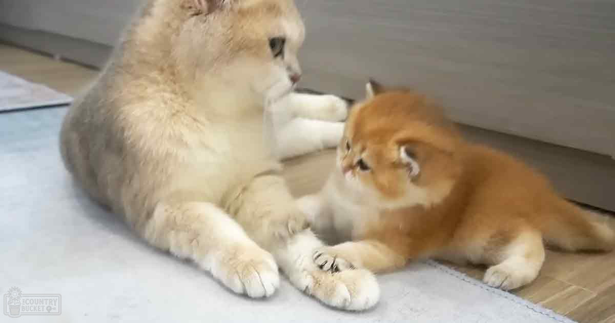 Two cats lounging indoors, one light-colored with a cream and beige coat, another ginger, possibly Shiba Inu breed, both adults.