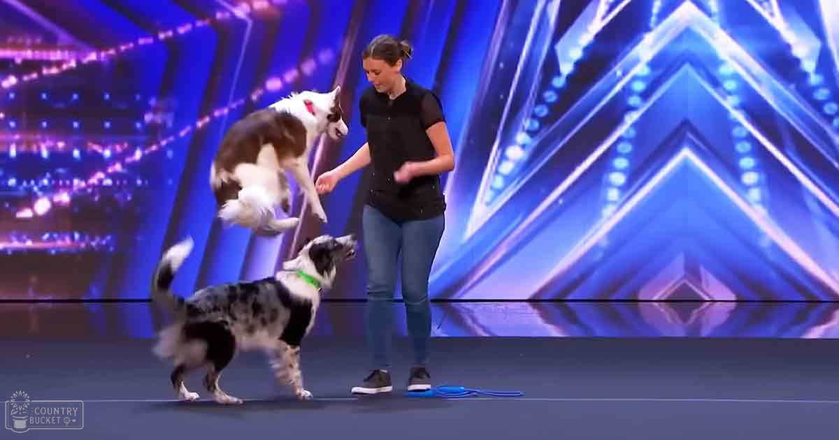 A young adult female wearing a black short-sleeved top and blue jeans, performing on stage with two Border Collie dogs.