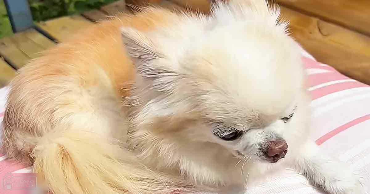 Small Chihuahua with long fluffy white and light brown fur on a pink and white striped fabric outdoors, wooden elements suggest deck or patio area, daytime during spring or summer.