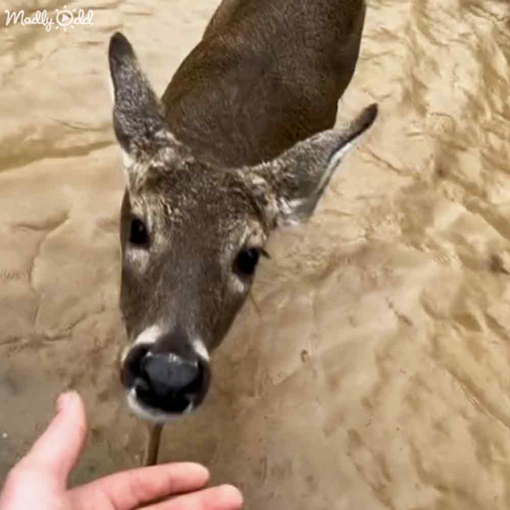 A deer with brown fur and white markings stands outdoors on a sandy area, bathed in daylight.