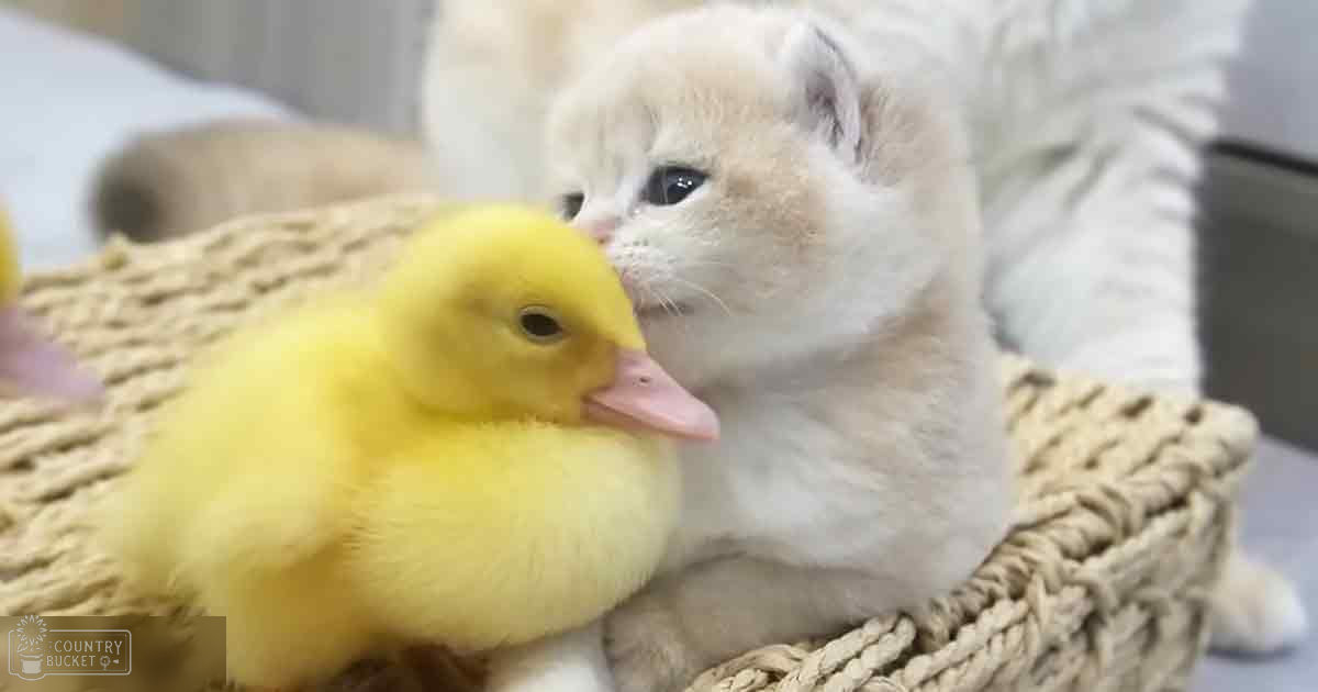 A domestic shorthair kitten and a bright yellow duckling nestled in a woven basket indoors with neutral-colored walls.