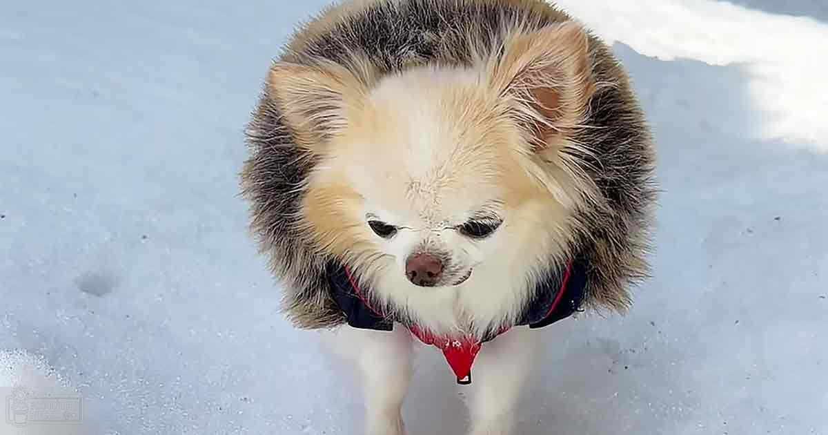 A small Pomeranian-like dog with a fluffy white face, dark fur around ears and back, wearing a red harness stands on snow-covered ground in winter.