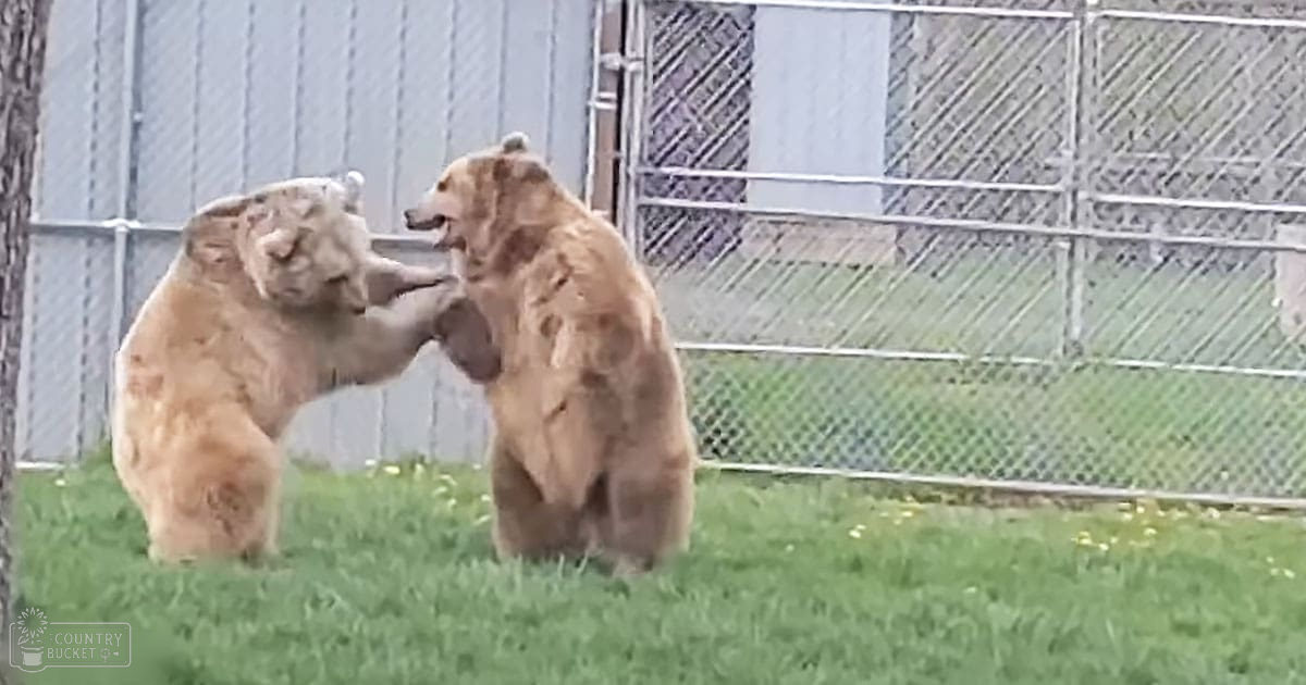 Two brown bears engaging in playful behavior within a fenced outdoor area with grass, small yellow flowers, and metal structures under natural daylight.