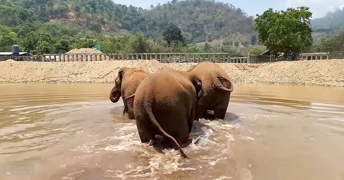 Three adult Asian elephants with brownish-tan coats and darker patches in a water body near a sandy bank, fence, trees, and hills under bright but not harsh midday light.