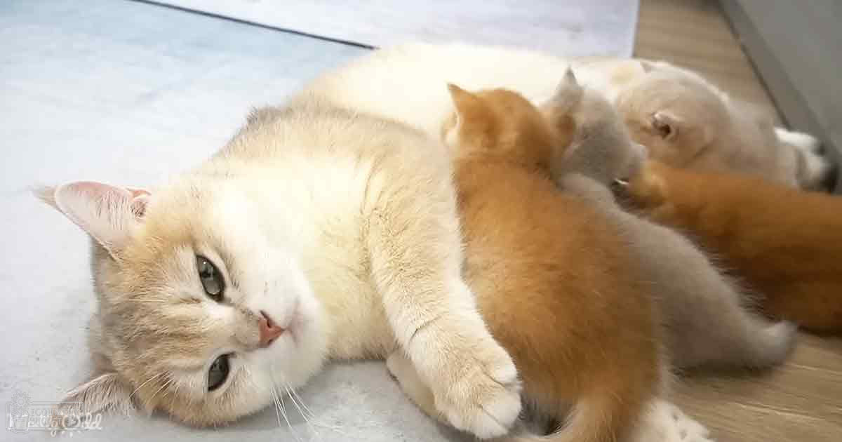 A domestic shorthair mother cat with kittens in an indoor setting during daytime.