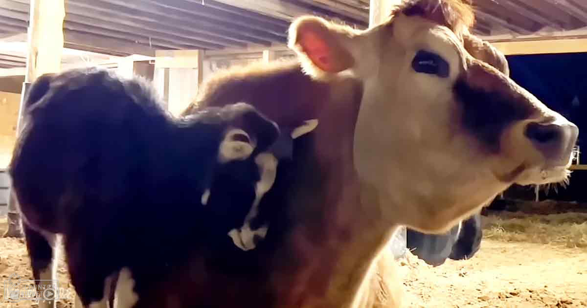 Two cows with distinct coat patterns in a natural, diffused light indoor barn setting