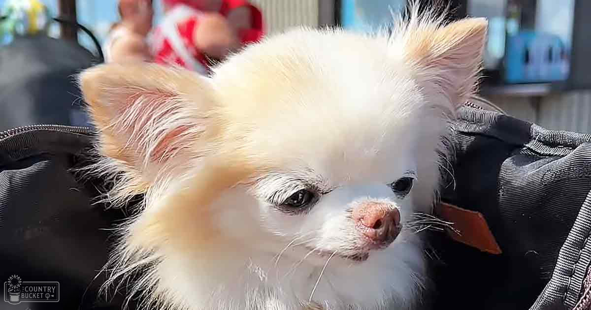 A small white dog with light-colored markings, likely a Chihuahua, stands outdoors in natural daylight. Part of an arm wearing a red and white patterned garment is visible.