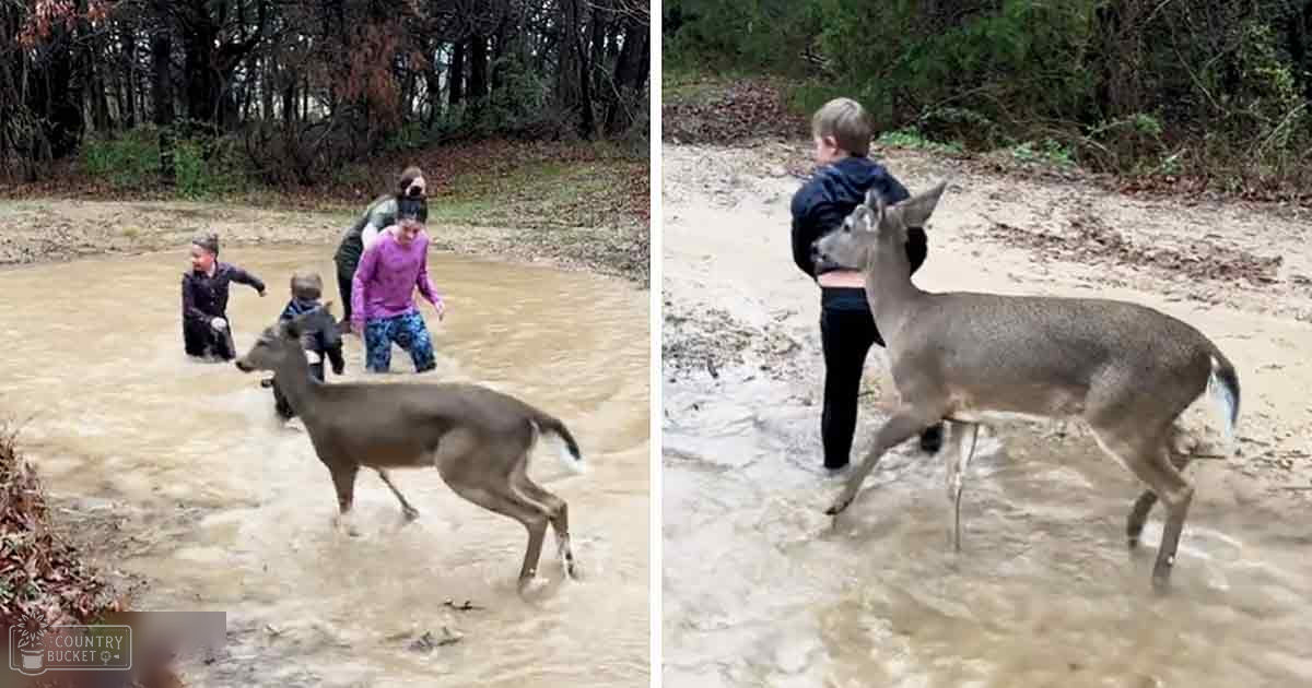A white-tailed deer stands in a flooded wooded area with children nearby, autumn or winter season, bare trees and fallen leaves, muddy water and earthy tones.