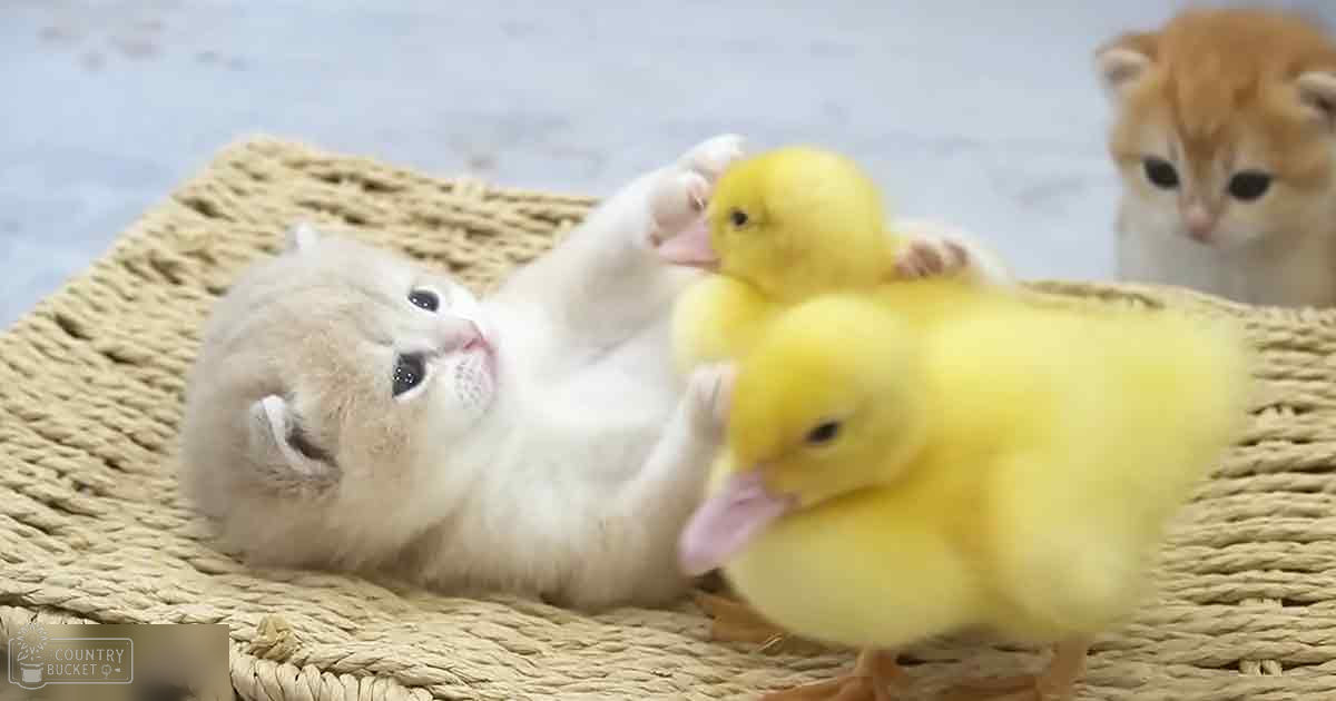 A young kitten with light-colored fur interacts closely with two fluffy ducklings on a woven mat indoors, suggesting a warm, playful moment.
