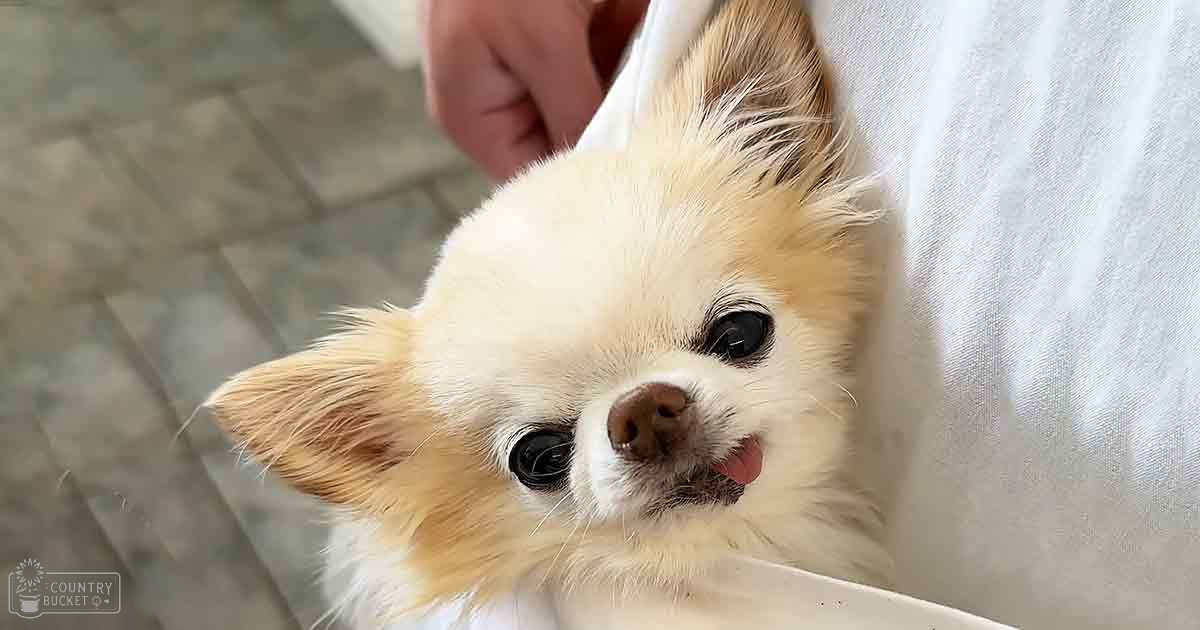A small Chihuahua with light brown and white fur stands indoors on a tiled floor, possibly in a kitchen or bathroom. The background is neutral with no distinct seasonal indicators visible.